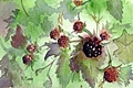 hcl_column_crothers_angela_nature_in_the_little_finger_lakes_2014_07_berry_a_moment_in_time_120x80