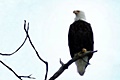 hcl_column_crothers_angela_nature_in_the_little_finger_lakes_2015_03_nesting_time_for_eagles_120x80