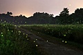 hcl_column_crothers_angela_nature_in_the_little_finger_lakes_2015_07_what_glows_in_the_night_120x80