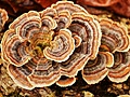 hcl_column_crothers_angela_nature_in_the_little_finger_lakes_2017_10_fungi_120x90