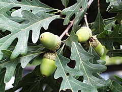hcl_column_crothers_angela_nature_in_the_little_finger_lakes_2015_11_acorns_and_oaks_resize240x180