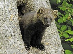 hcl_column_crothers_angela_nature_in_the_little_finger_lakes_2017_02_fisher_wildlife_legend_resize240x180