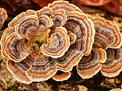 hcl_column_crothers_angela_nature_in_the_little_finger_lakes_2017_10_fungi_resize240x180