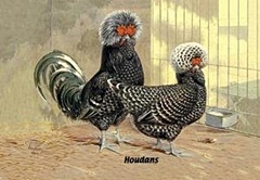 hcl_farm_and_garden_bird_chicken_good_words_for_houdans_resize240