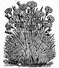 hcl_farm_and_garden_flower_dianthus_abbotsford_pink-(naples_record_resize240)