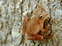 hcl_news_article_1990_03_hyla_frog_by_unknown_for_canadice_chronicle_resize200x150