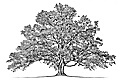 hcl_xtra_family_trees_120x80